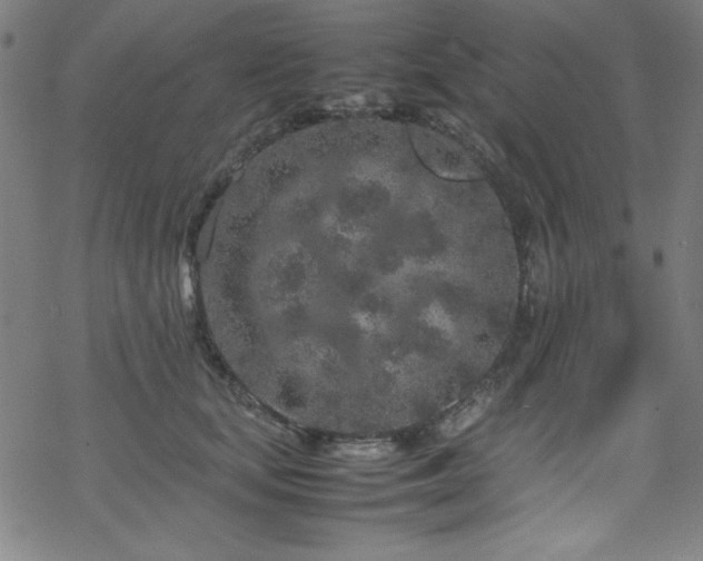 X0000070190659200606021058