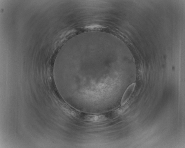 X0000070190663200606021058