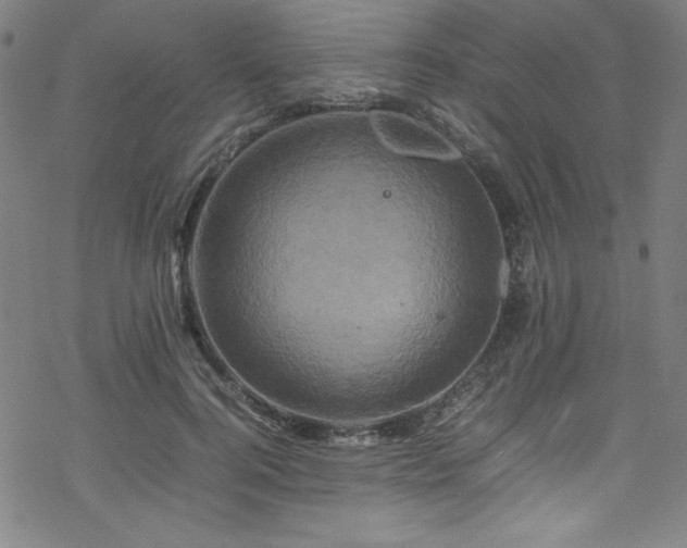 X0000070190744200606021057