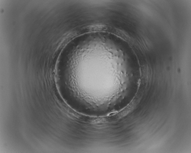 X0000070190761200606021057