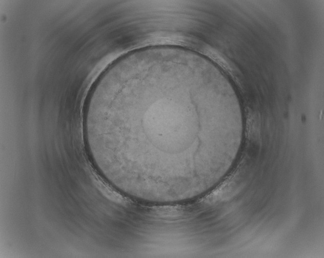 X0000070190836200606021055