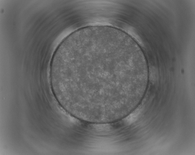 X0000070190856200606021055