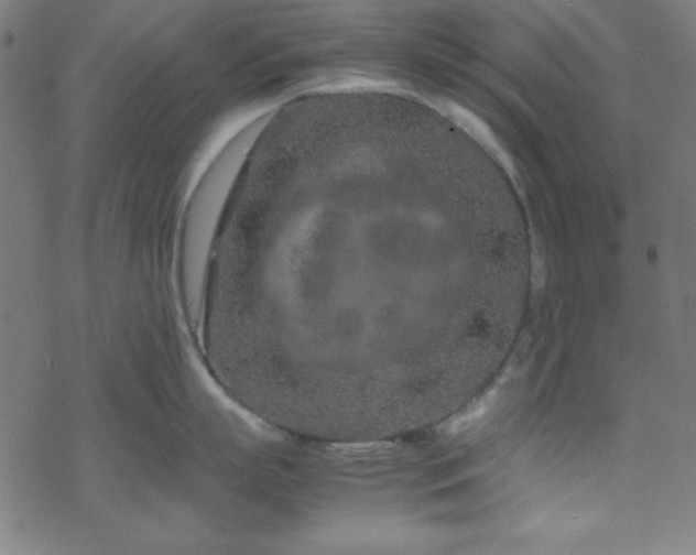 X0000070190863200606021055