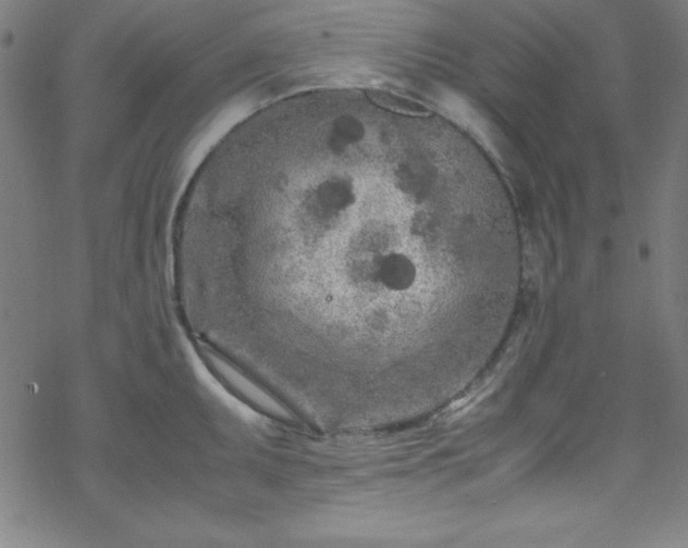 X0000070191095200606021051