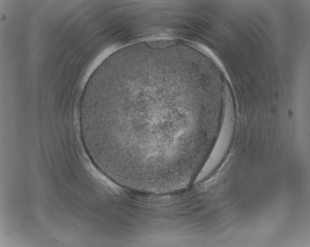 X0000070191243200606021049