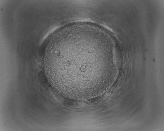 X0000070191255200606021048