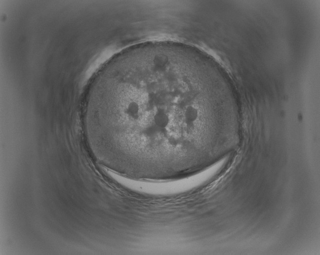 X0000070191263200606021048