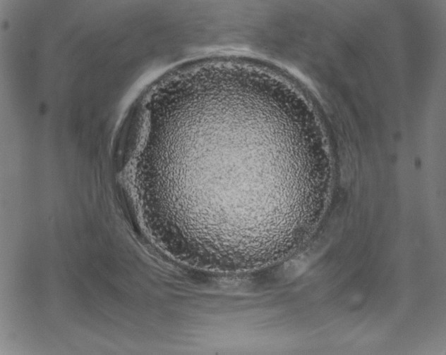 X0000070191271200606021048