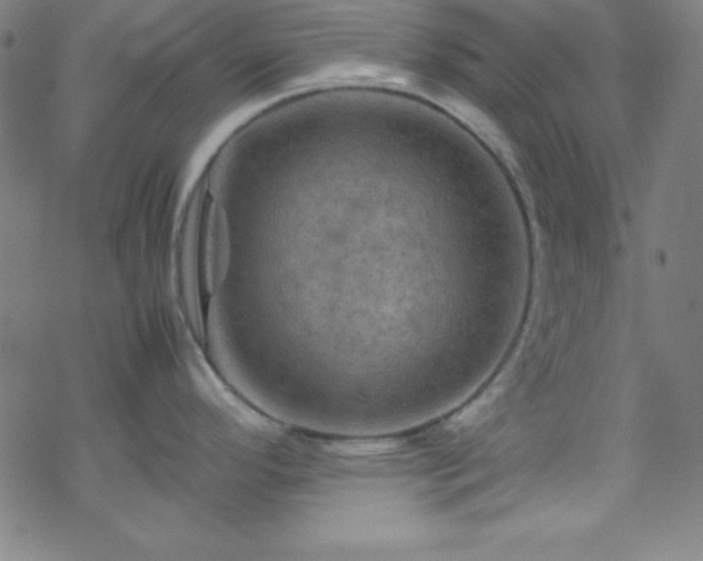 X0000070191296200606021048