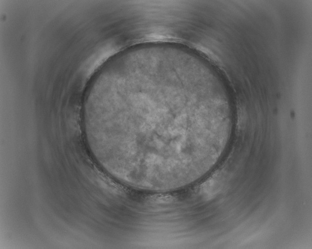 X0000070191314200606021047