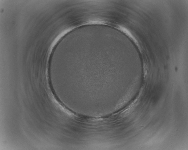 X0000070191331200606021048