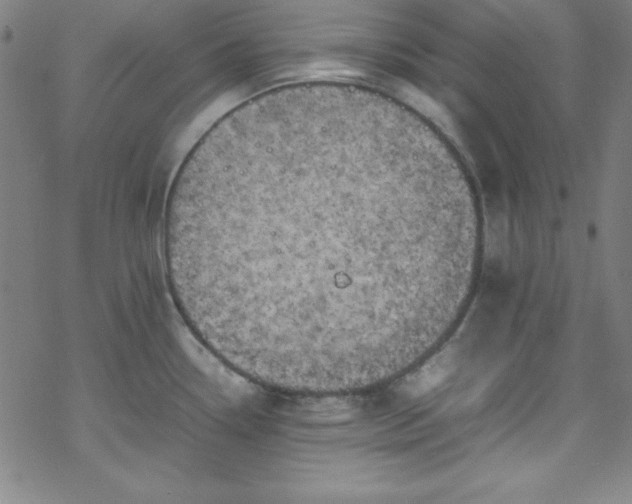 X0000070191338200606021048