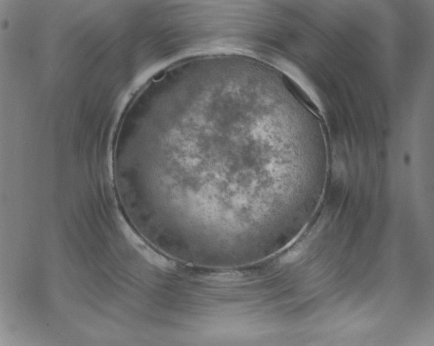 X0000070191388200606021046