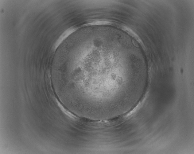 X0000070191425200606021046