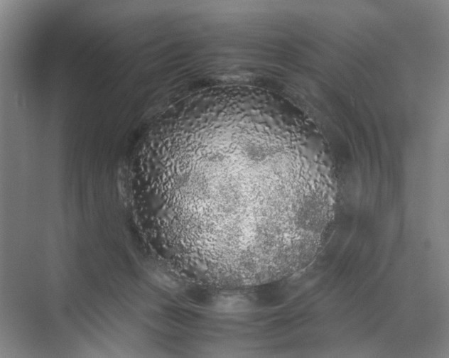 X0000070190175200606091542