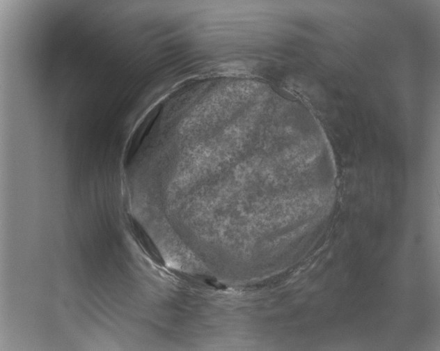 X0000070190194200606091541