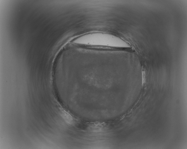 X0000070190243200606091540