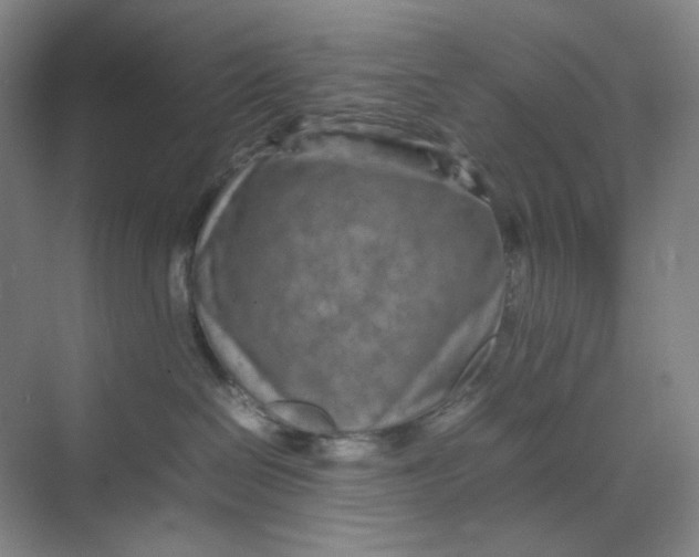 X0000070190286200606091540