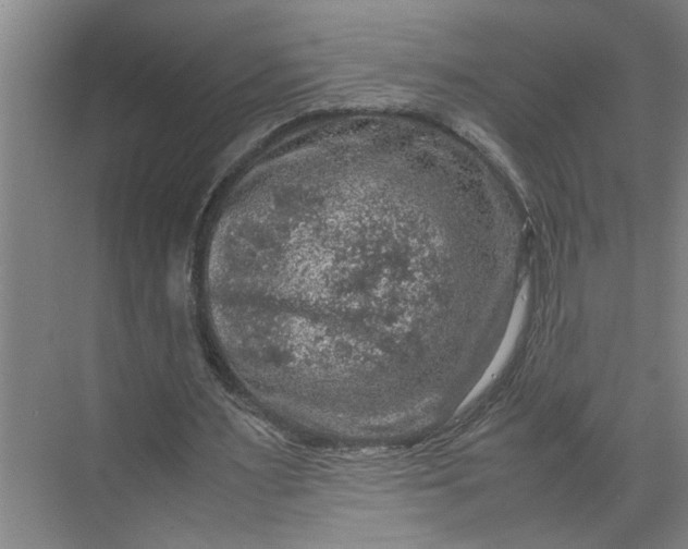 X0000070190483200606091536