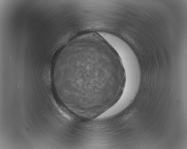 X0000070190638200606091533