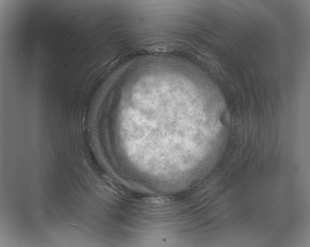 X0000070190652200606091534