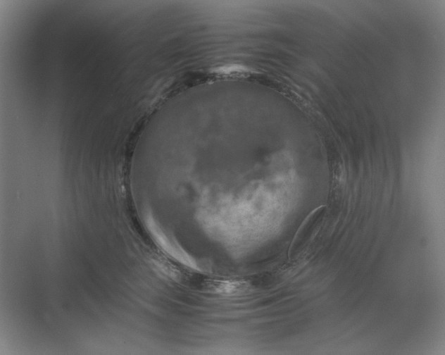 X0000070190663200606091534