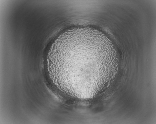 X0000070190683200606091533