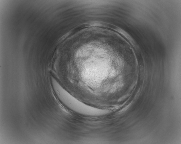 X0000070190857200606091531