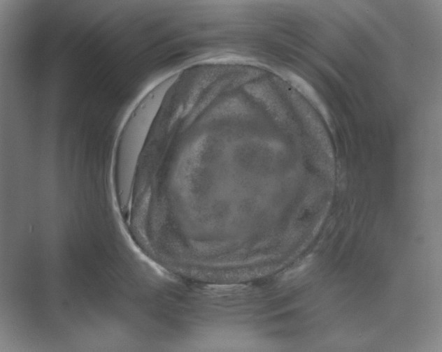 X0000070190863200606091531