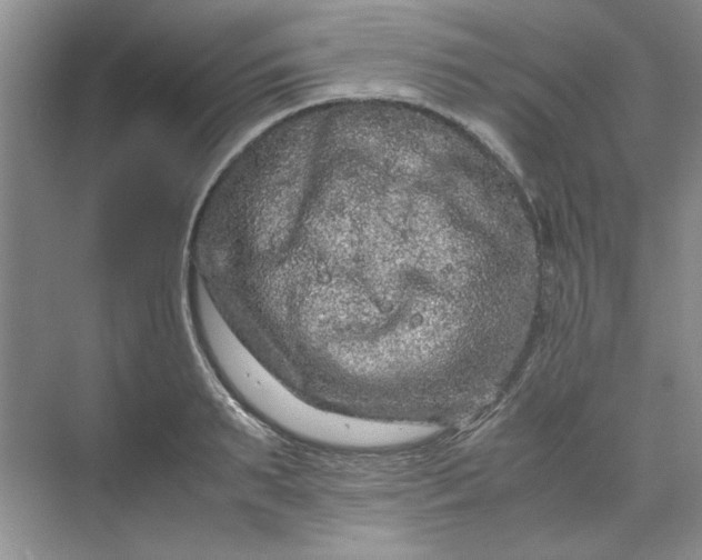 X0000070190895200606091529