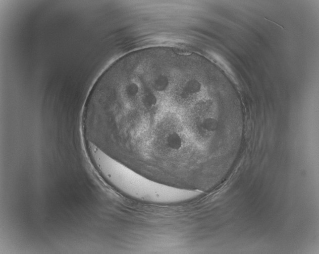 X0000070190899200606091529