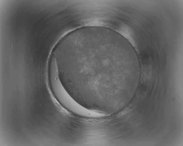 X0000070191000200606091528