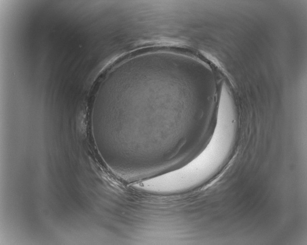 X0000070191163200606091525