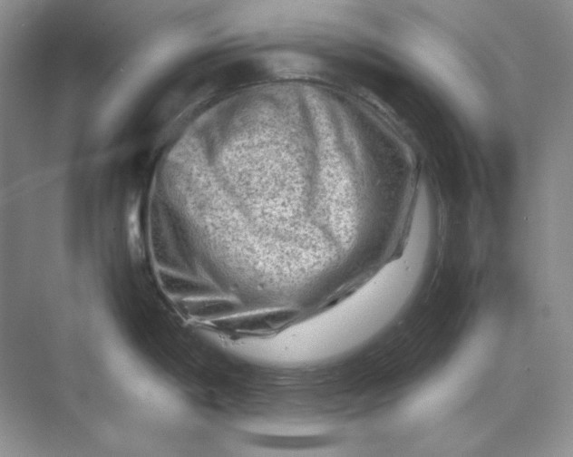 X0000070191198200606091524