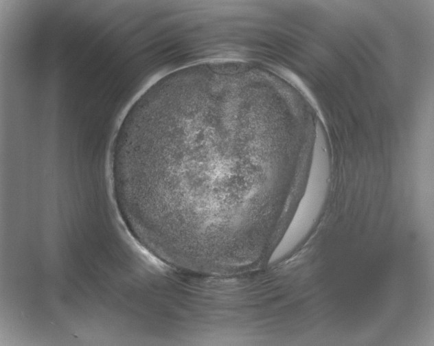 X0000070191243200606091524