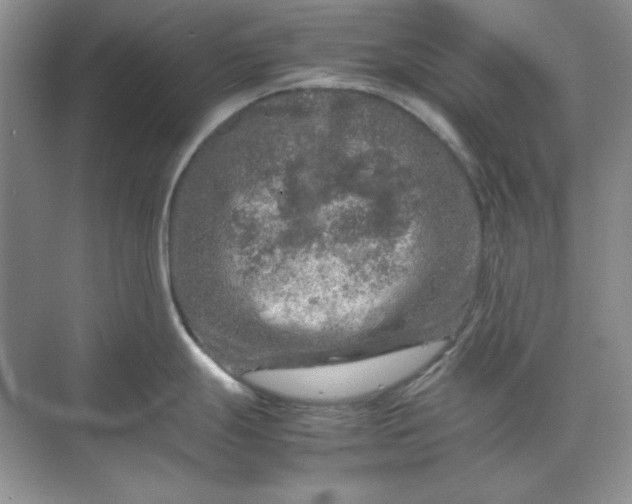 X0000070191247200606091524