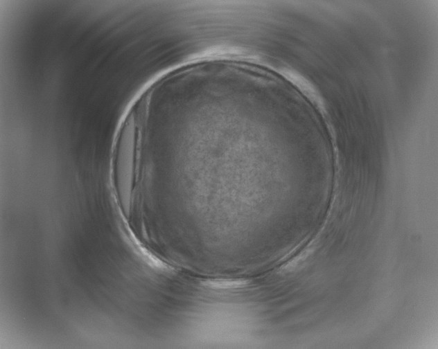 X0000070191296200606091523