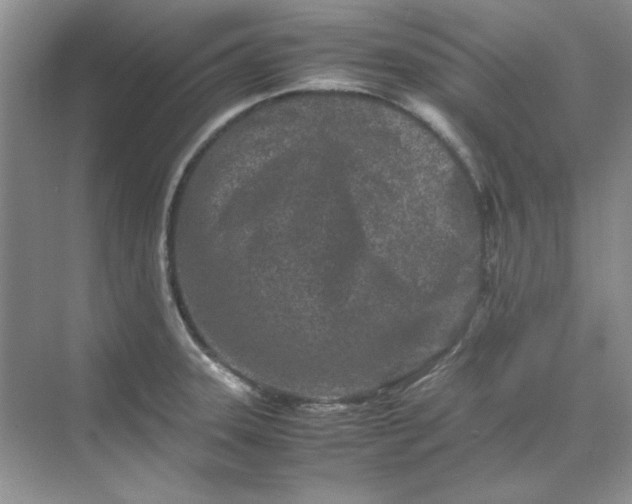 X0000070191331200606091522