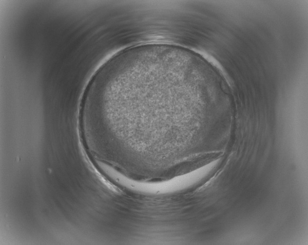 X0000070191333200606091522