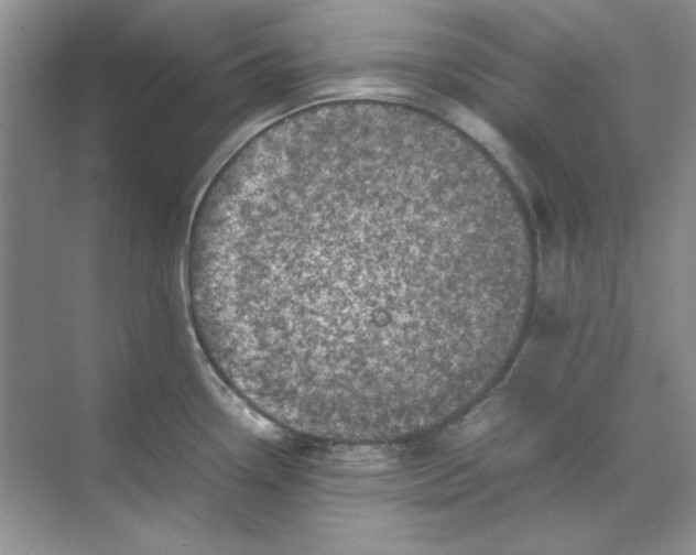 X0000070191338200606091523