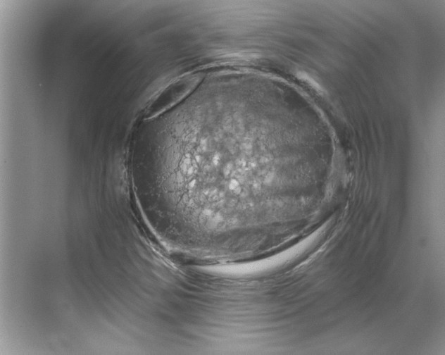 X0000070191354200606091522