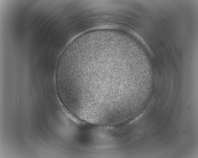 X0000070191417200606091521