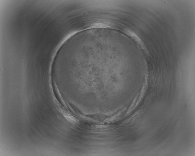 X0000070191427200606091521