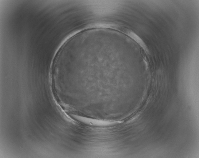 X0000070191436200606091521