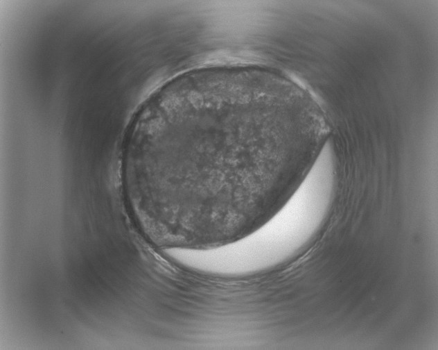 X0000070191459200606091520