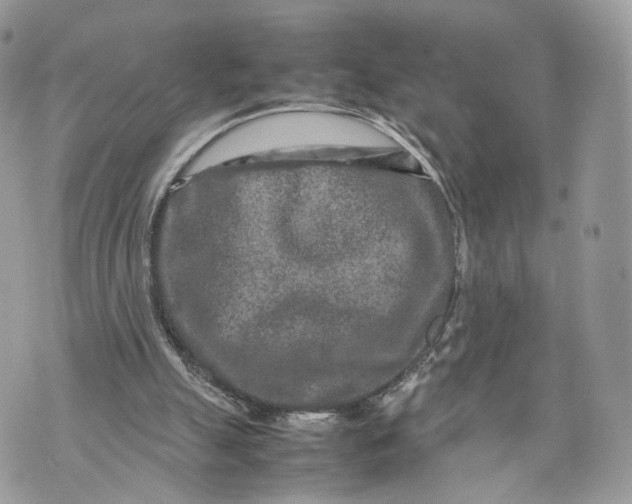 X0000070190055200606161601