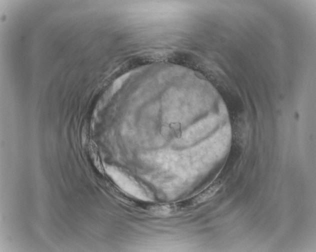 X0000070190131200606161600