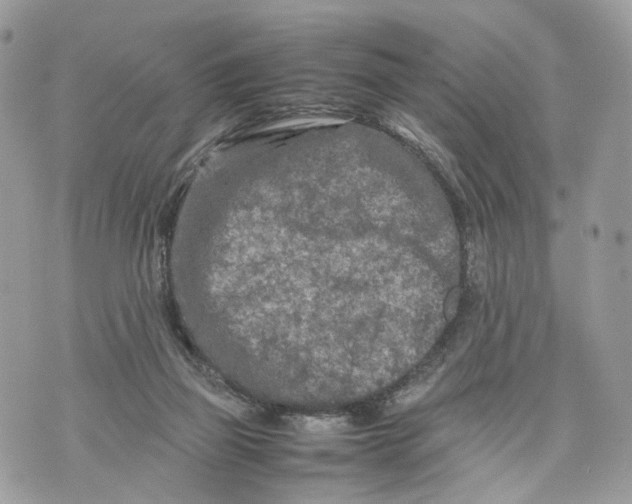 X0000070190165200606161600