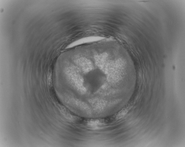 X0000070190177200606161600