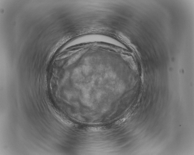 X0000070190250200606161558